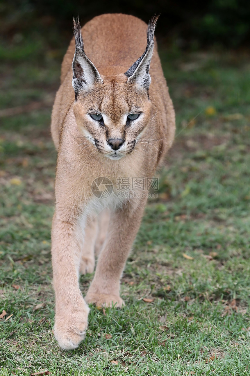 Caracal 或非洲林克斯棕色猫科动物生物山猫簇绒脊椎动物猫耳朵大猫野生动物捕食者图片