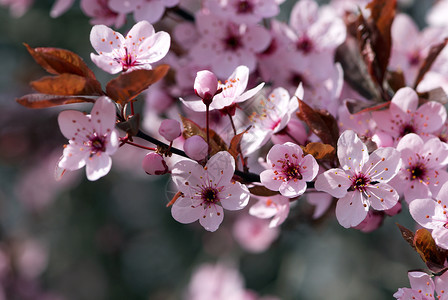 美丽的花瓣生长粉色宏观脆弱性花朵背景图片