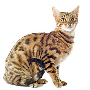 养猫警觉宠物棕色豹纹工作室动物背景图片