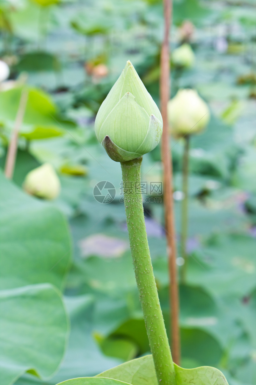 在莲花池子里的莲花芽花园生物学异国软垫花瓣风化百合植物叶子灌木图片