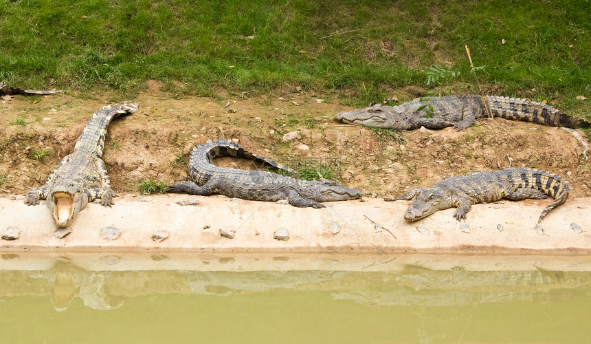 池塘旁的鳄鱼阳光动物园皮肤绿色爬虫野生动物日光热带动物黄色晴天图片