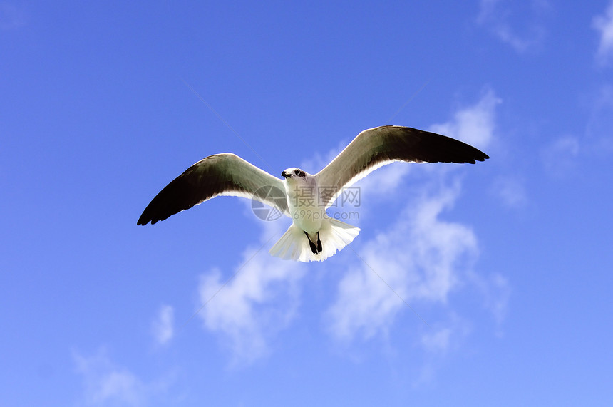 美丽的海鸥羽毛自由野生动物海岸航海蓝色荒野环境翅膀优美图片
