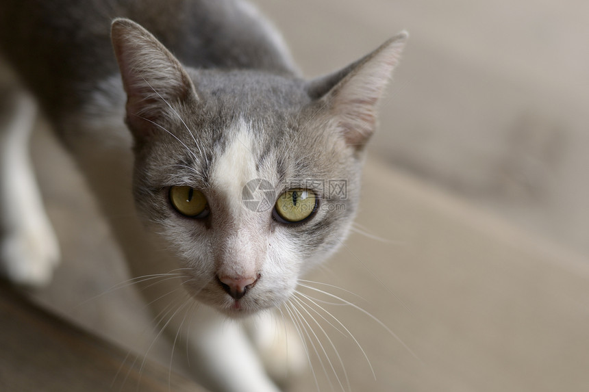 寻找猫鼻子毛皮友谊头发眼睛哺乳动物灰色猫咪宠物小猫图片