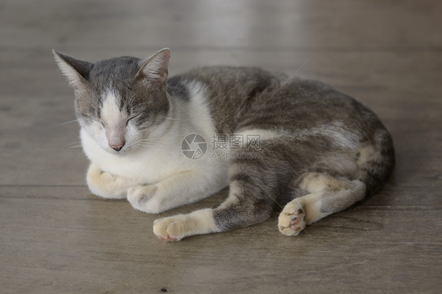 睡猫哺乳动物小猫水平眼睛宠物毛皮猫咪动物灰色休息图片