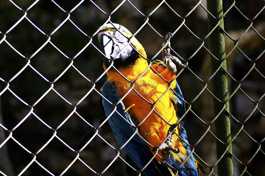 蓝和黄纸墙羽毛外套鸟类情调鹦鹉异国热带金刚鹦鹉绿色荒野图片