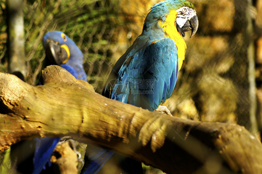蓝和黄纸墙动物群羽毛金刚鹦鹉荒野宠物热带鸟类外套情调鹦鹉图片