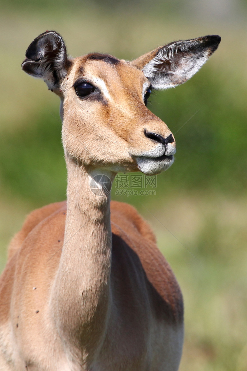 Impala 蚂蚁座Ewe图片