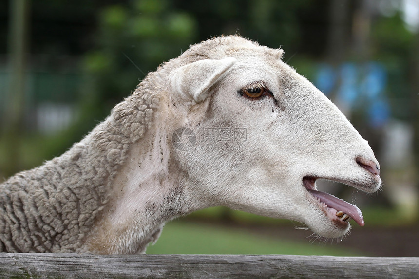闪亮绵羊山羊动物农家院白色栅栏农场羊毛牙齿家畜舌头图片