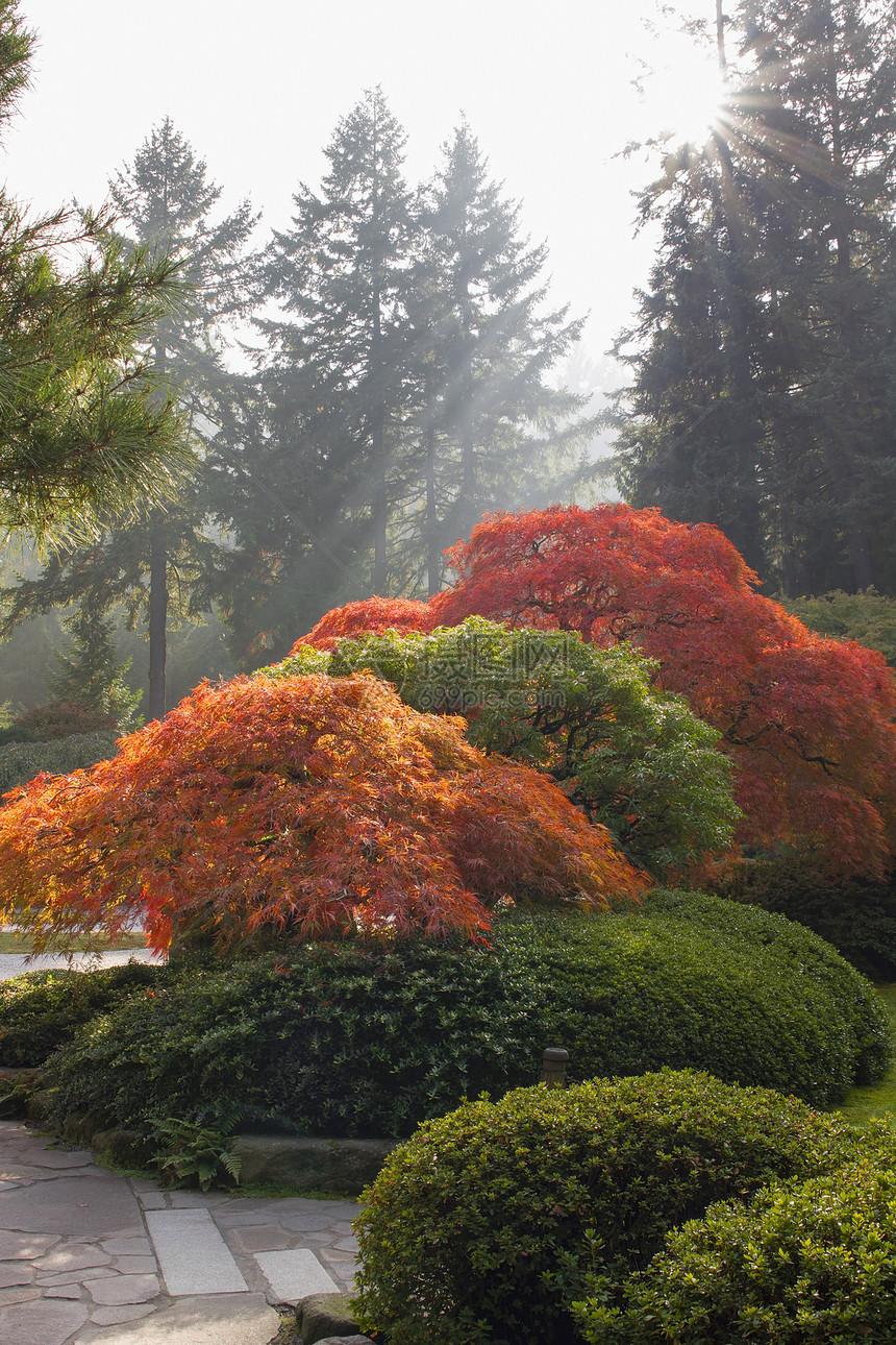 秋季的日式花园图片