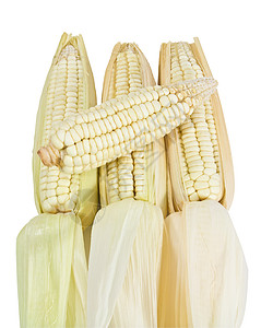 白背景上被孤立的许多玉米金子农场爆米花生产营养内核棒子饮食食物粮食背景图片