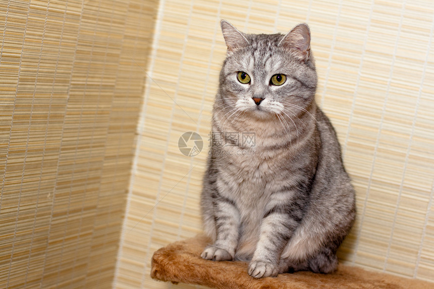 Crey 篮球猫灰色虎斑猫科动物架子宠物水平头发姿势角落棕色图片