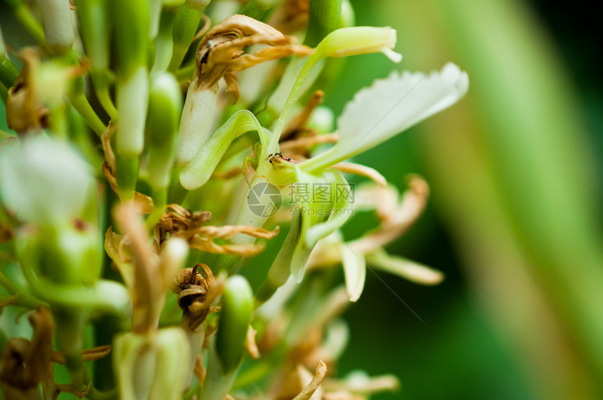 加兰加尔石油花朵宏观绿色植物食物白色圆锥花序图片