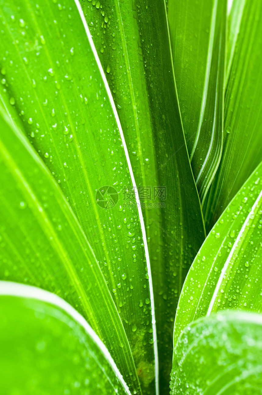 新鲜绿叶上滴水数绿色温泉宏观叶子水滴皮肤白色树叶图片