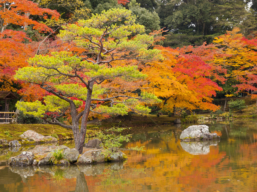 日本秋天在日本京都的日本花园图片