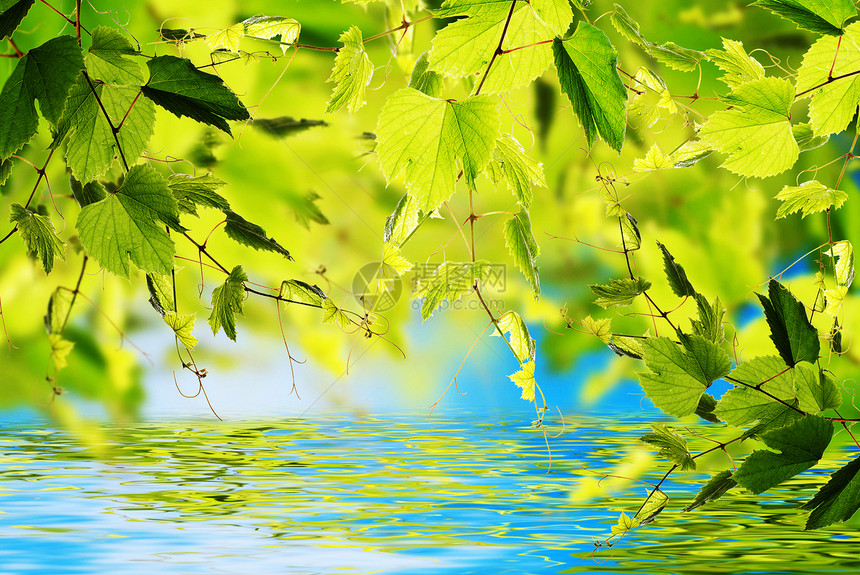 夏季自然背景植物群艺术树叶生长蓝色植被天空植物晴天叶子图片