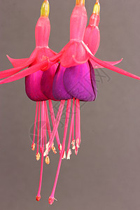 富士粉色紫色植物花粉雄蕊花园花瓣背景图片