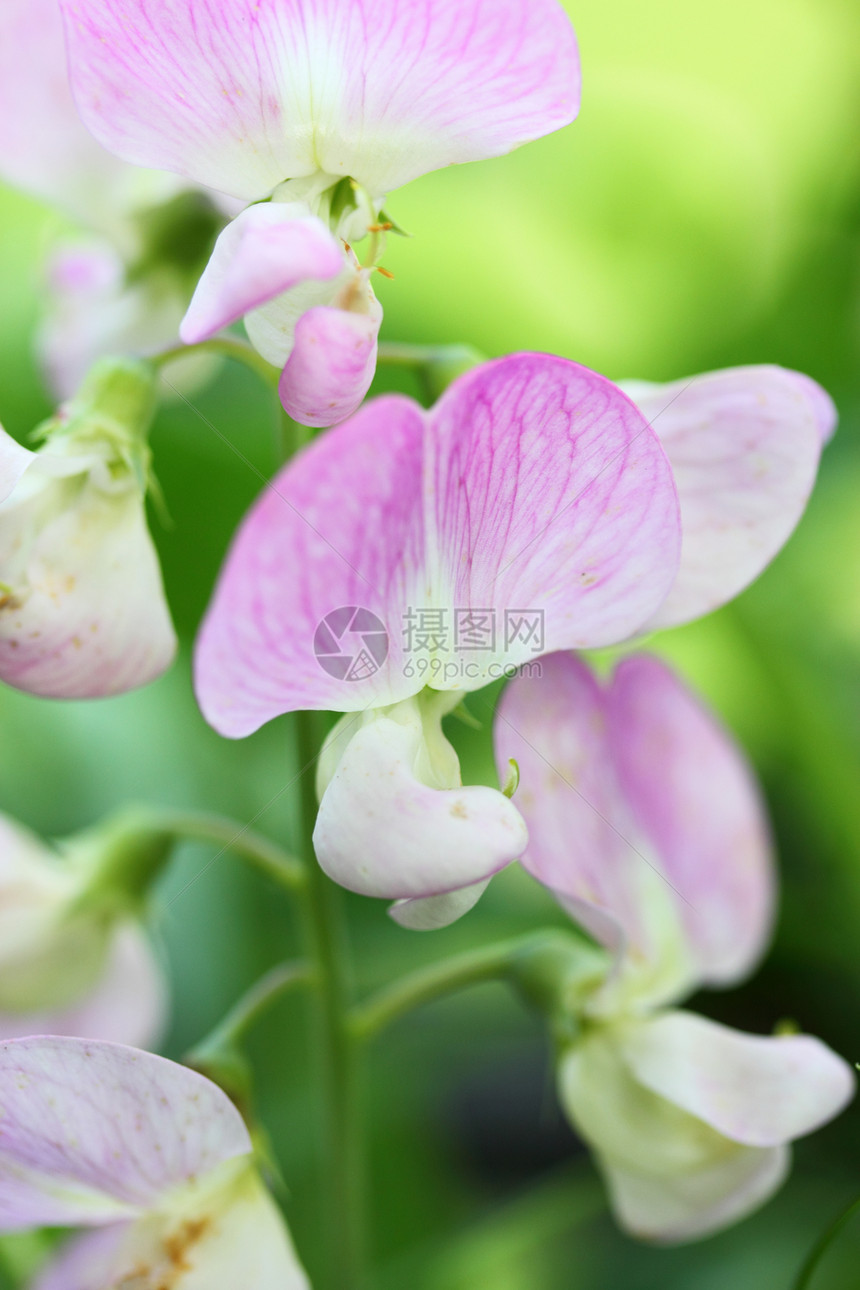 永恒甜豆花园植物粉色登山者花瓣图片