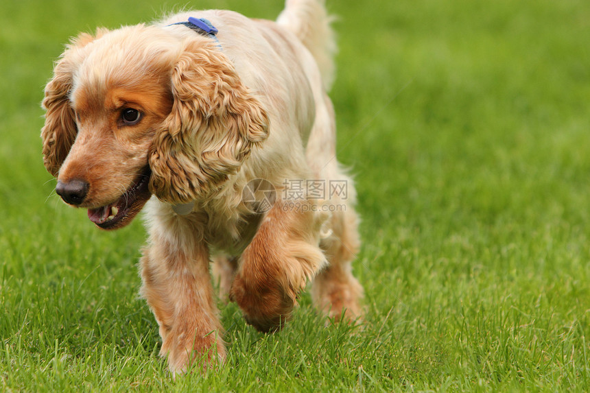 英国可卡犬犬类男性英语耳朵运动爪子宠物图片