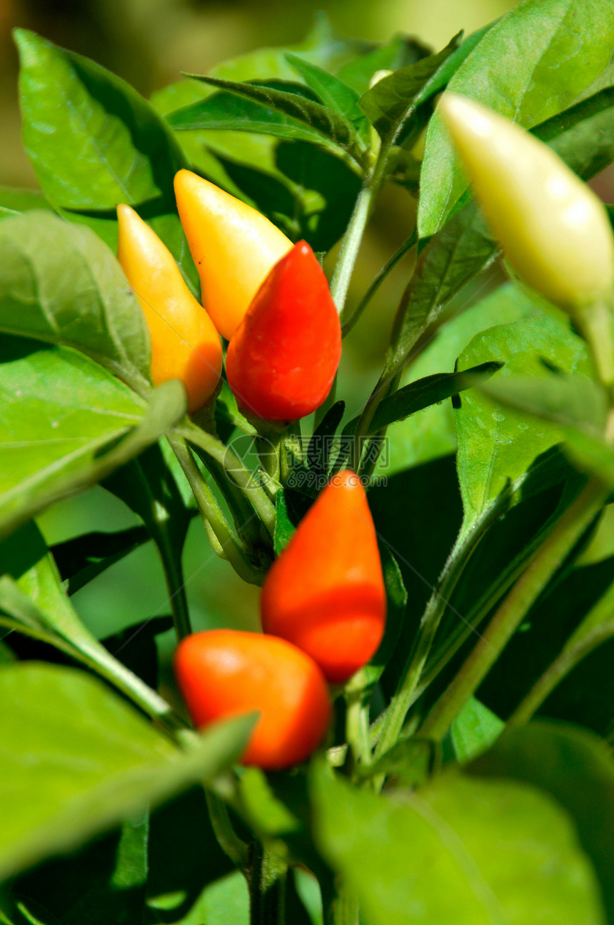 红辣椒 智利辣椒香料辣椒橙子蔬菜水果绿色红色植物叶子食物图片
