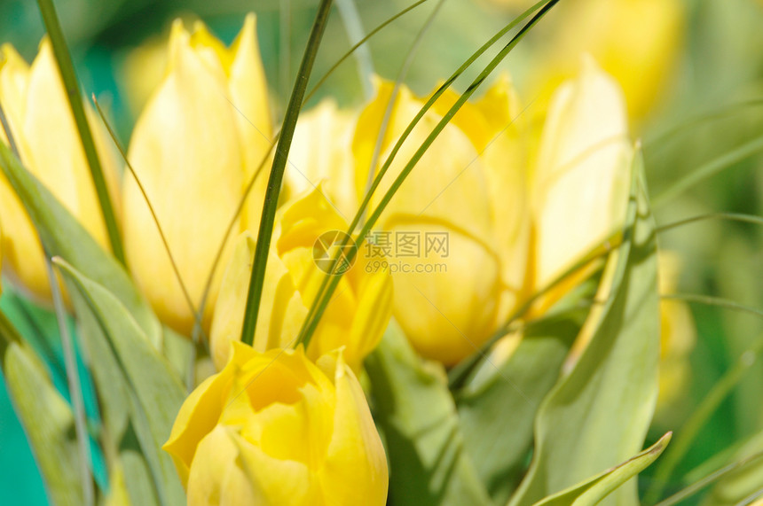 春季背景 黄色黄郁金香公园叶子阳光植物植物群花园晴天花瓣问候语花店图片