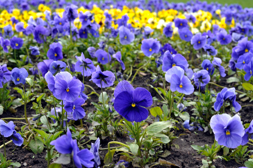 维奥拉三彩色color紫色蓝色绿色花朵公园美丽植物图片