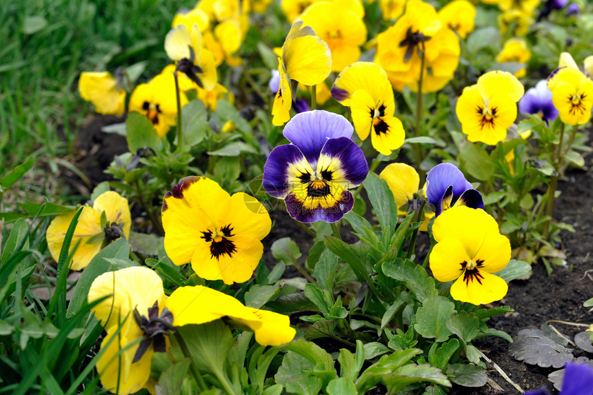 维奥拉三彩色color紫色蓝色美丽花朵植物公园绿色黄色图片