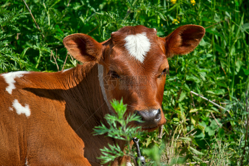 幼幼牛母牛红色鼻子动物眼睛羊毛小牛绿色图片