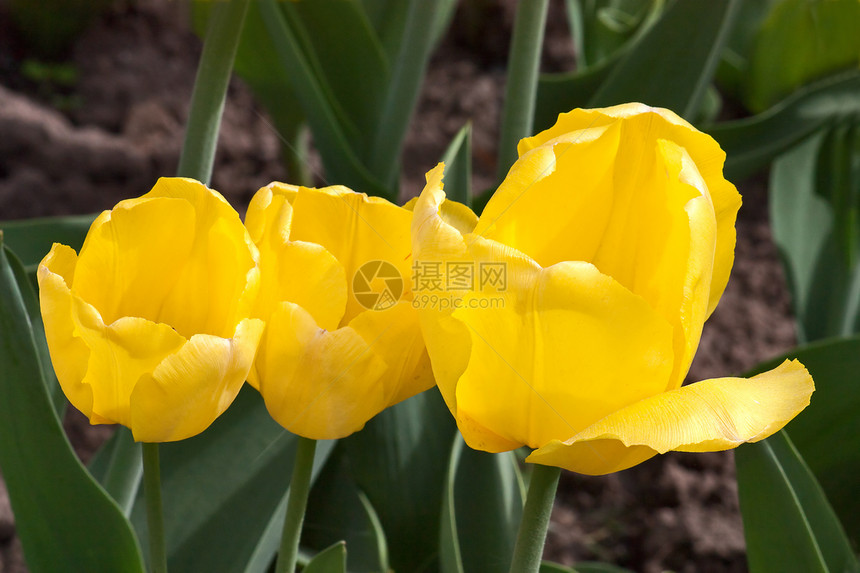 3个郁金香花朵花园照片图片