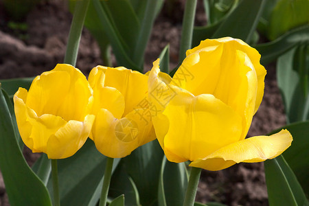 3个郁金香花朵花园照片背景图片
