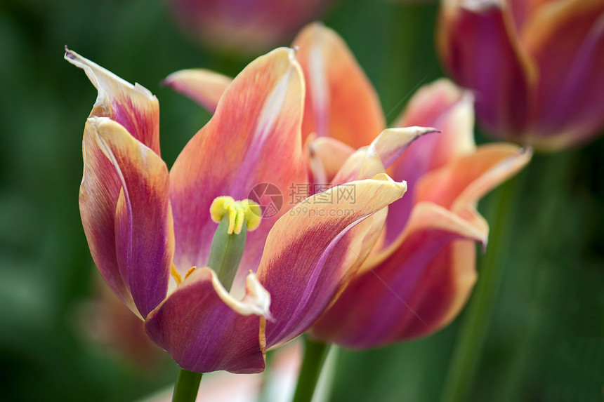 郁金郁金香花园花朵照片图片