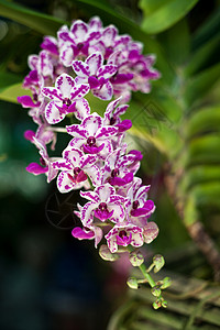 紫兰花紫色奢华热带礼物蓝天宏观生活花园兰花背景图片