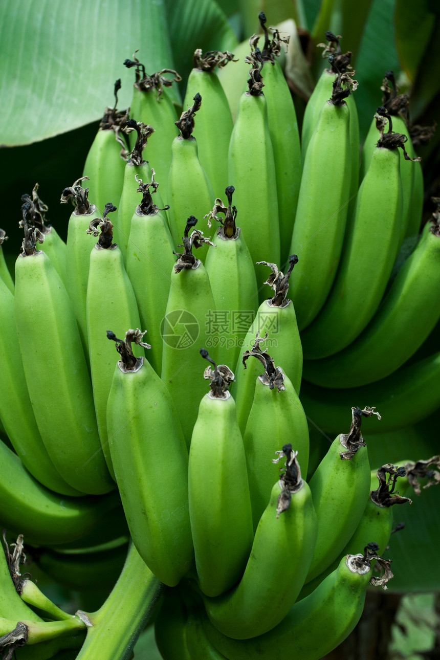 绿香蕉农业植物种植园食物水果生长花园叶子绿色热带图片