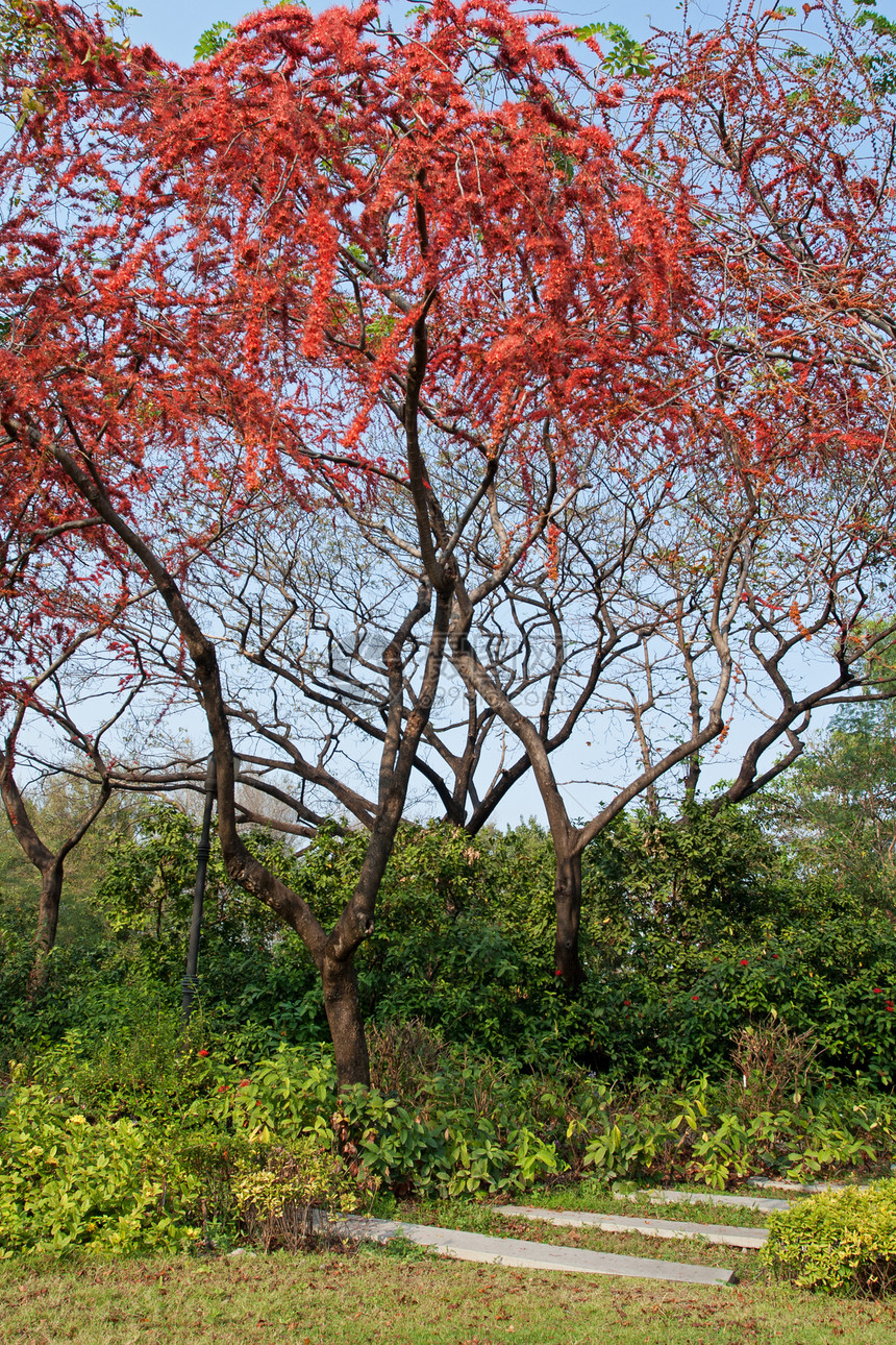 带有红花树的公园花园红色绿色季节性游客植物群季节热带灯泡植物学图片