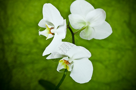 白兰花的树枝热带情调绿色植物群白色植物异国兰花背景图片
