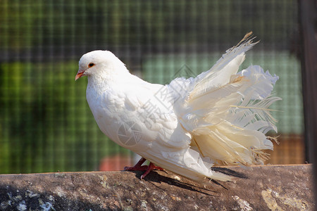 白色的鸽子纯种鸽子归档羽毛动物尾巴农场白色背景