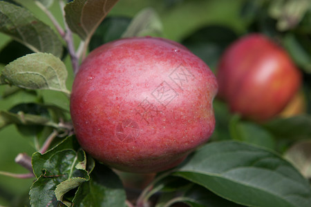 提取苹果苹果树树木天空果实树叶水果背景图片
