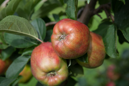 提取苹果水果果实树木树叶天空苹果树背景图片