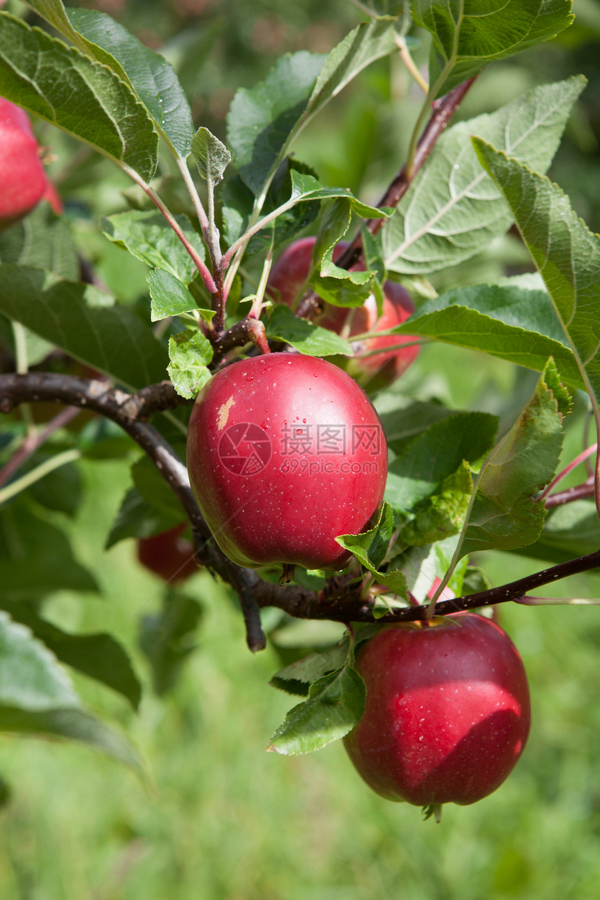 提取苹果树木苹果树天空树叶果实水果图片