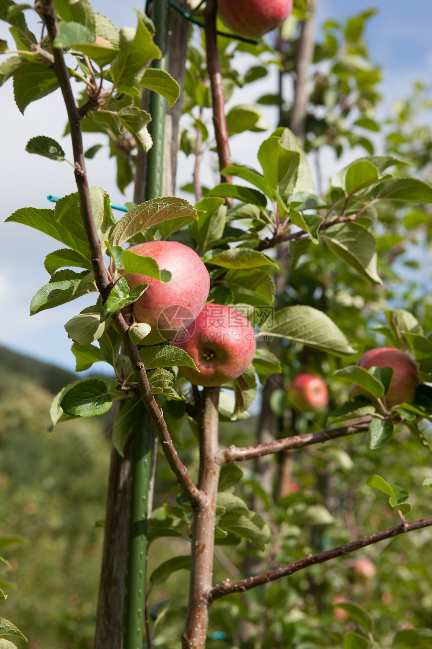 提取苹果树木天空苹果树树叶水果果实图片