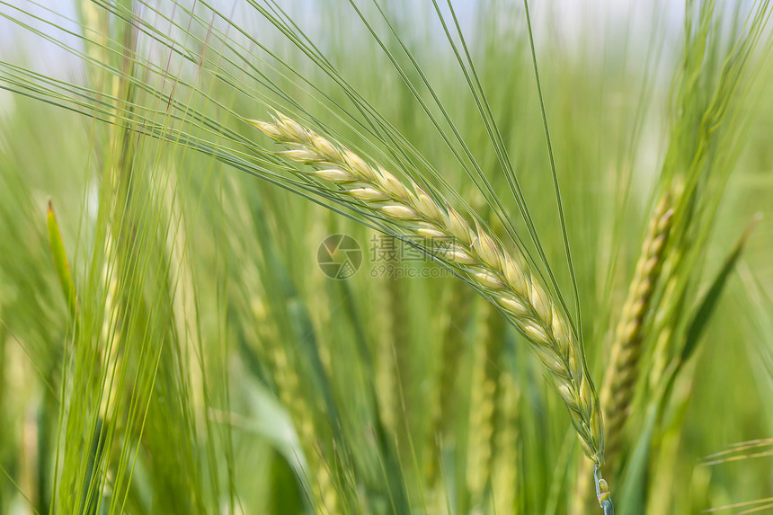 小麦草地收成农业环境面包食物谷物农村场地季节图片