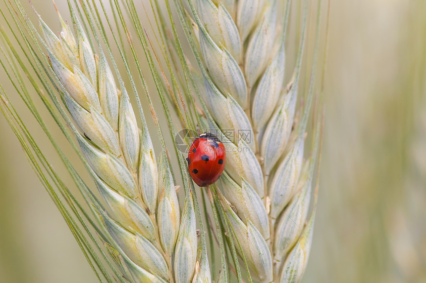 丝虫在钉子上麦田野生动物种子生物学小麦甲虫漏洞红色绿色环境图片