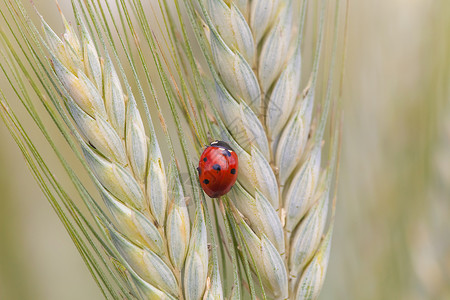 丝虫在钉子上麦田野生动物种子生物学小麦甲虫漏洞红色绿色环境背景