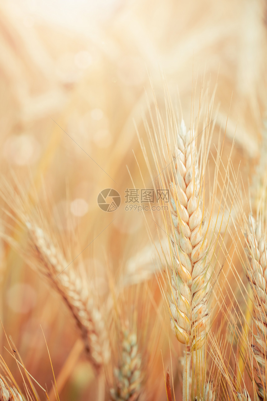 小麦绿色场地食物环境面包农村玉米农业谷物收成图片
