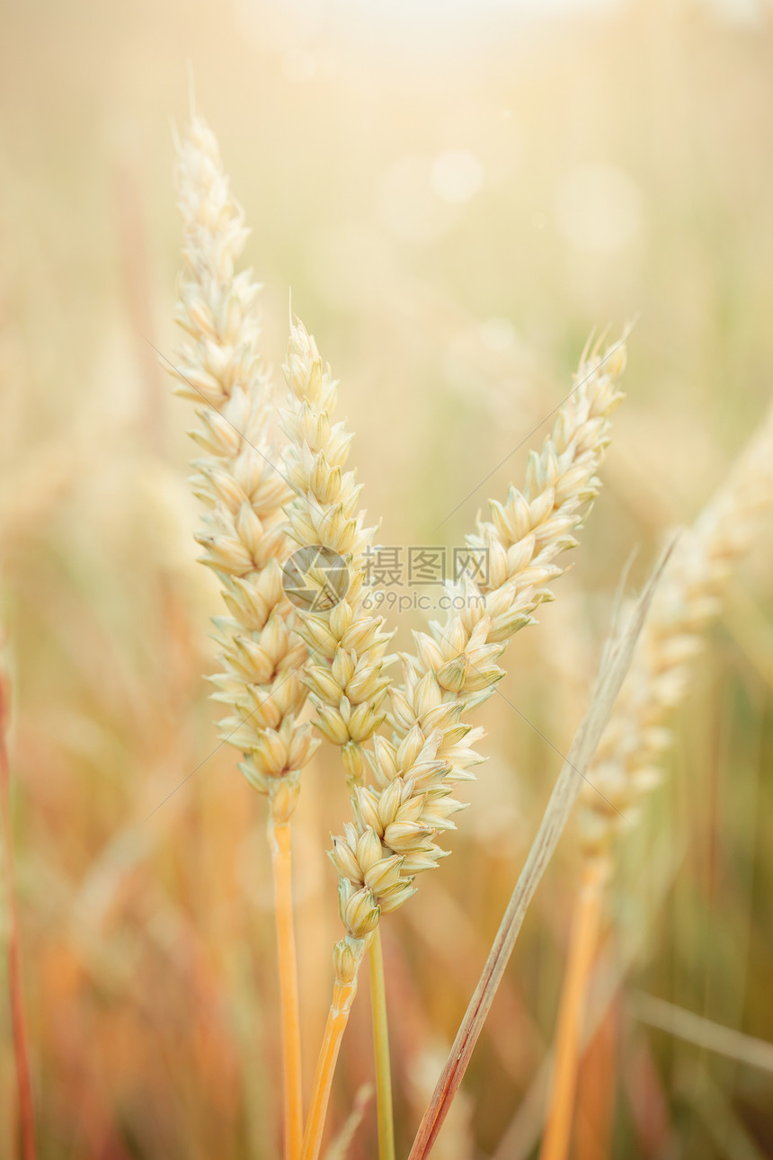 小麦草地生长场地季节面包绿色谷物粮食农村收成图片