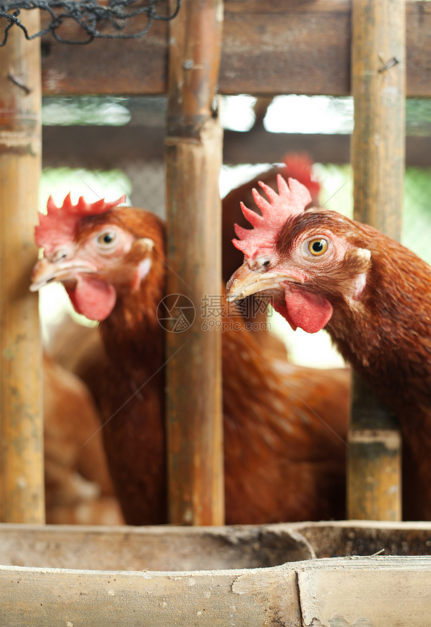笼子里的鸡家禽商业梳子眼睛竹子红色扇贝栽培农场房子图片