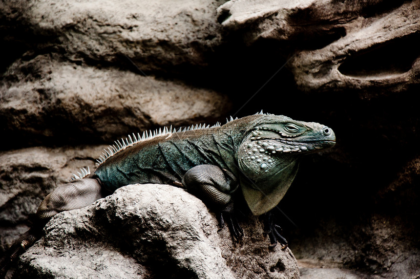 Iguana在岩石上鬣蜥爬虫蜥蜴图片