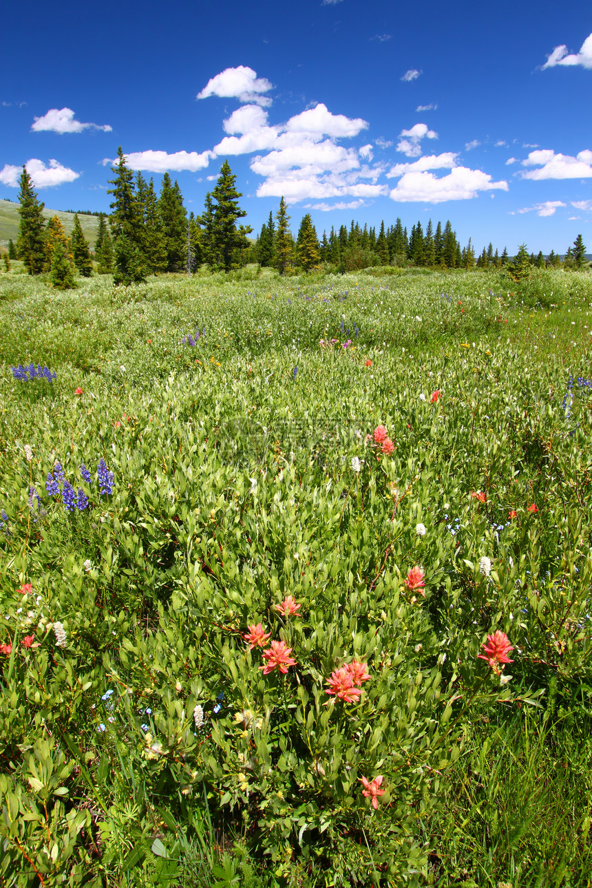 Bighorn 国家森林野花风景湿地植物天空场景植物群旅行环境地形生态图片