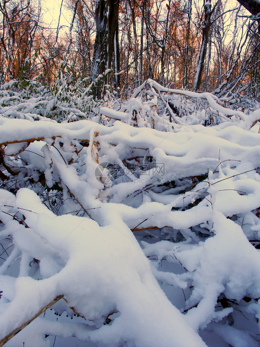 阿勒顿公园冬季风景生态栖息地植物冻结树木荒野太阳环境地形场景图片