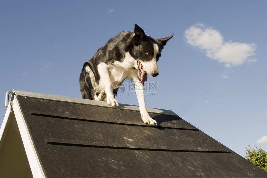 跳跃边框 collie蓝色犬类训练黑色运动竞赛牧羊犬天空白色宠物图片