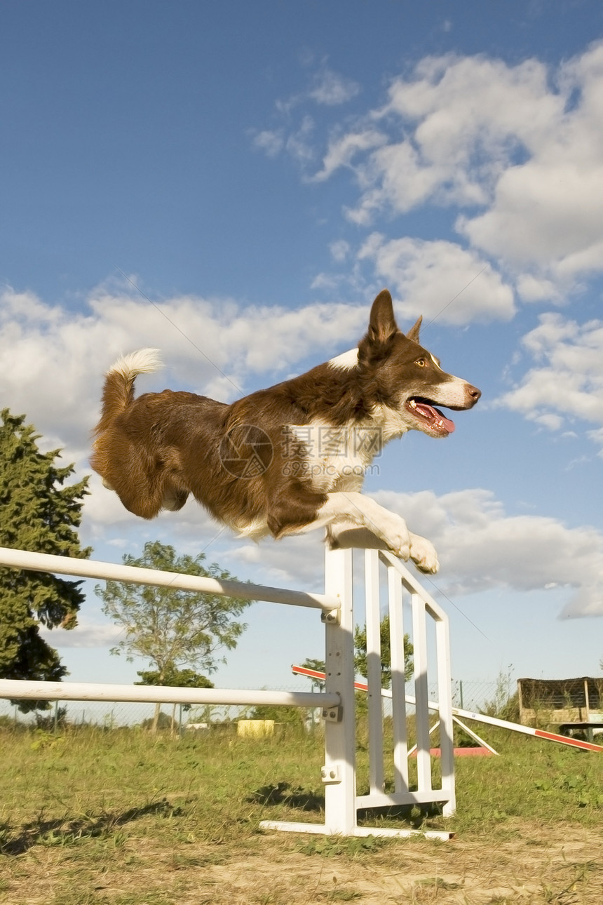 跳跃边框 collie竞赛运动白色动物犬类牧羊犬天空蓝色棕色宠物图片